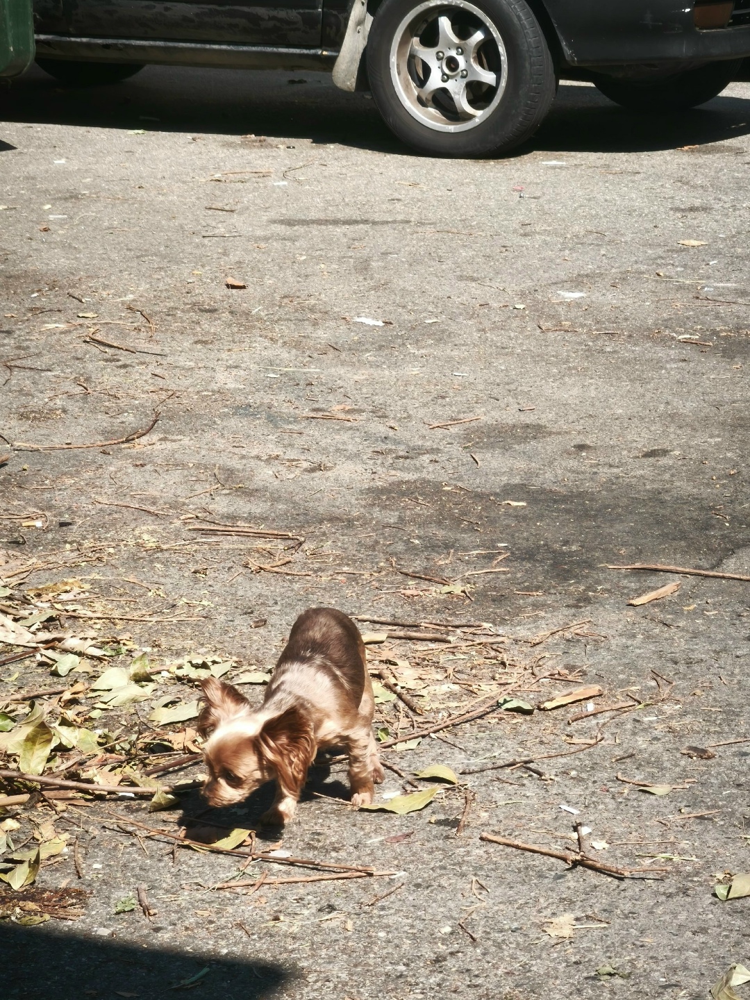Пропала собака в Сочи — фото объявления
