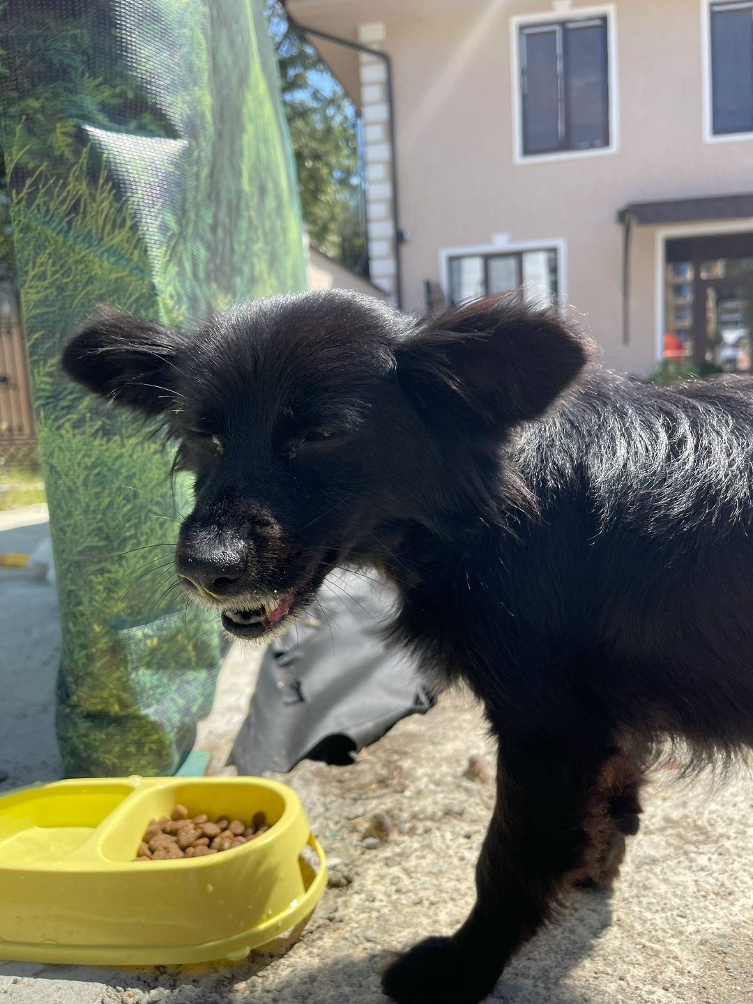 Найдена собака в Сочи — фото объявления