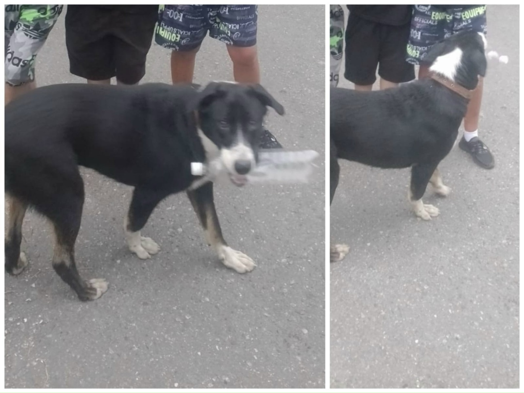 Пропала собака в Сочи — фото объявления