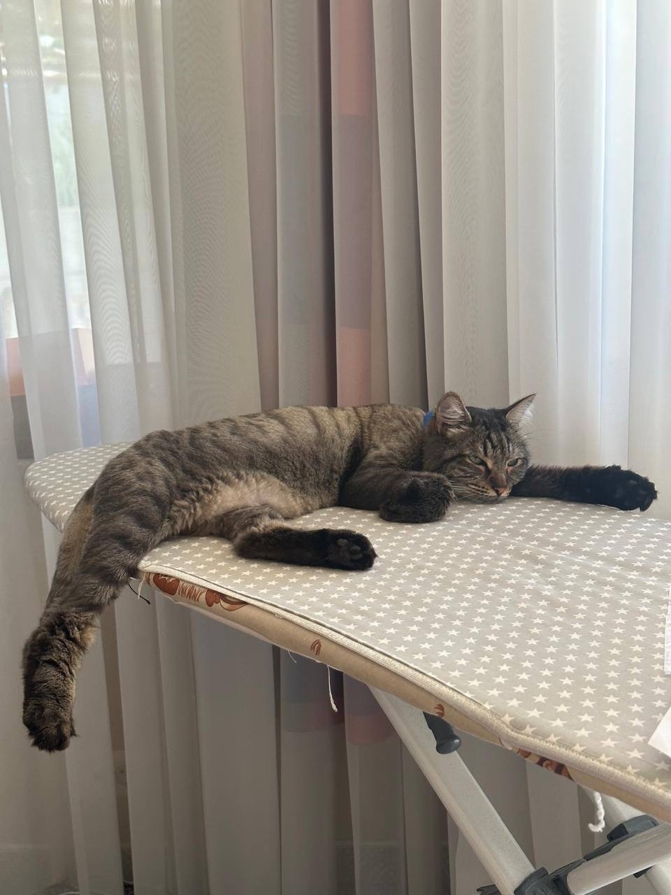 Пропала кошка в Сочи — фото объявления