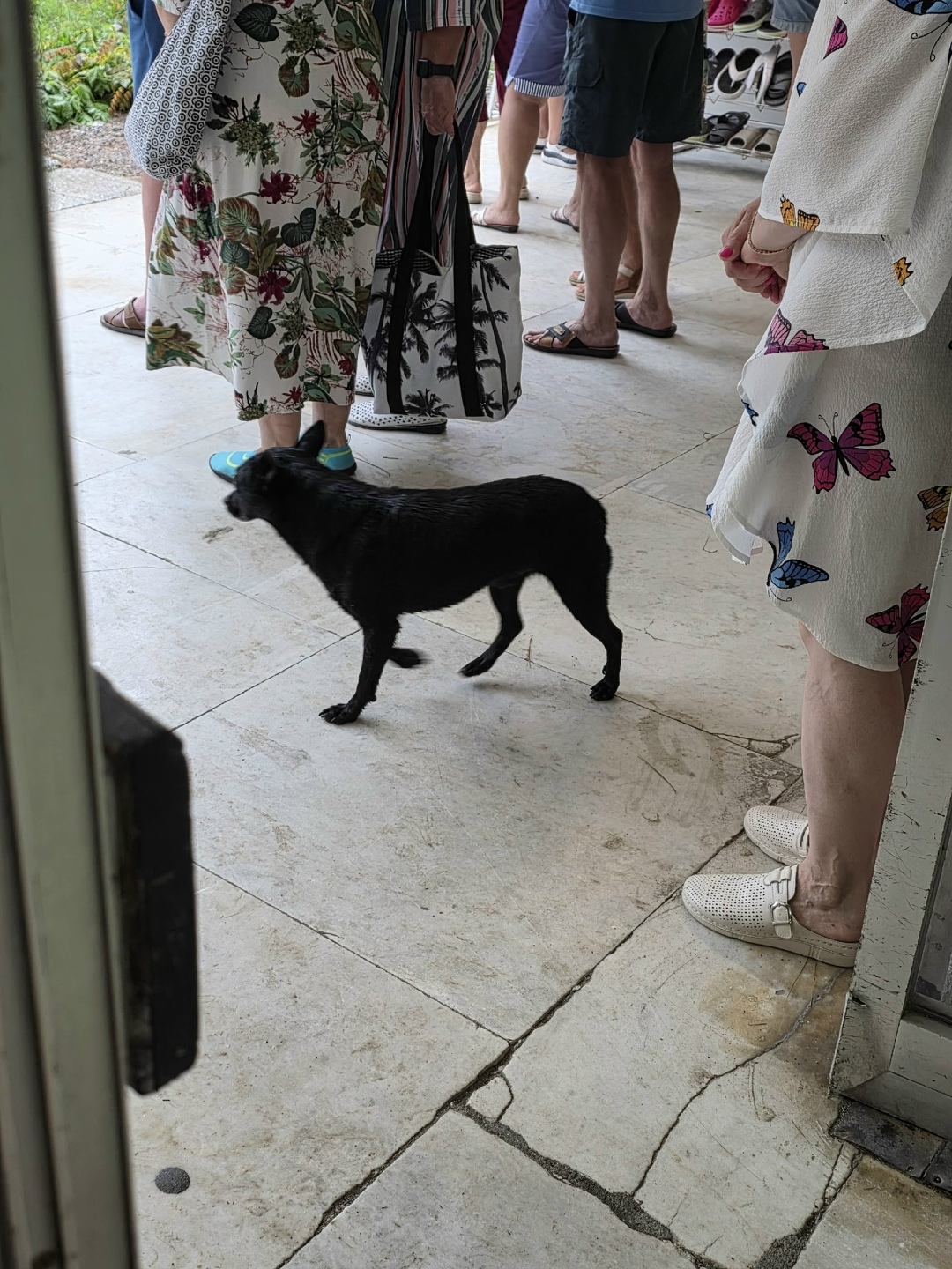 Пропала собака в Сочи — фото объявления