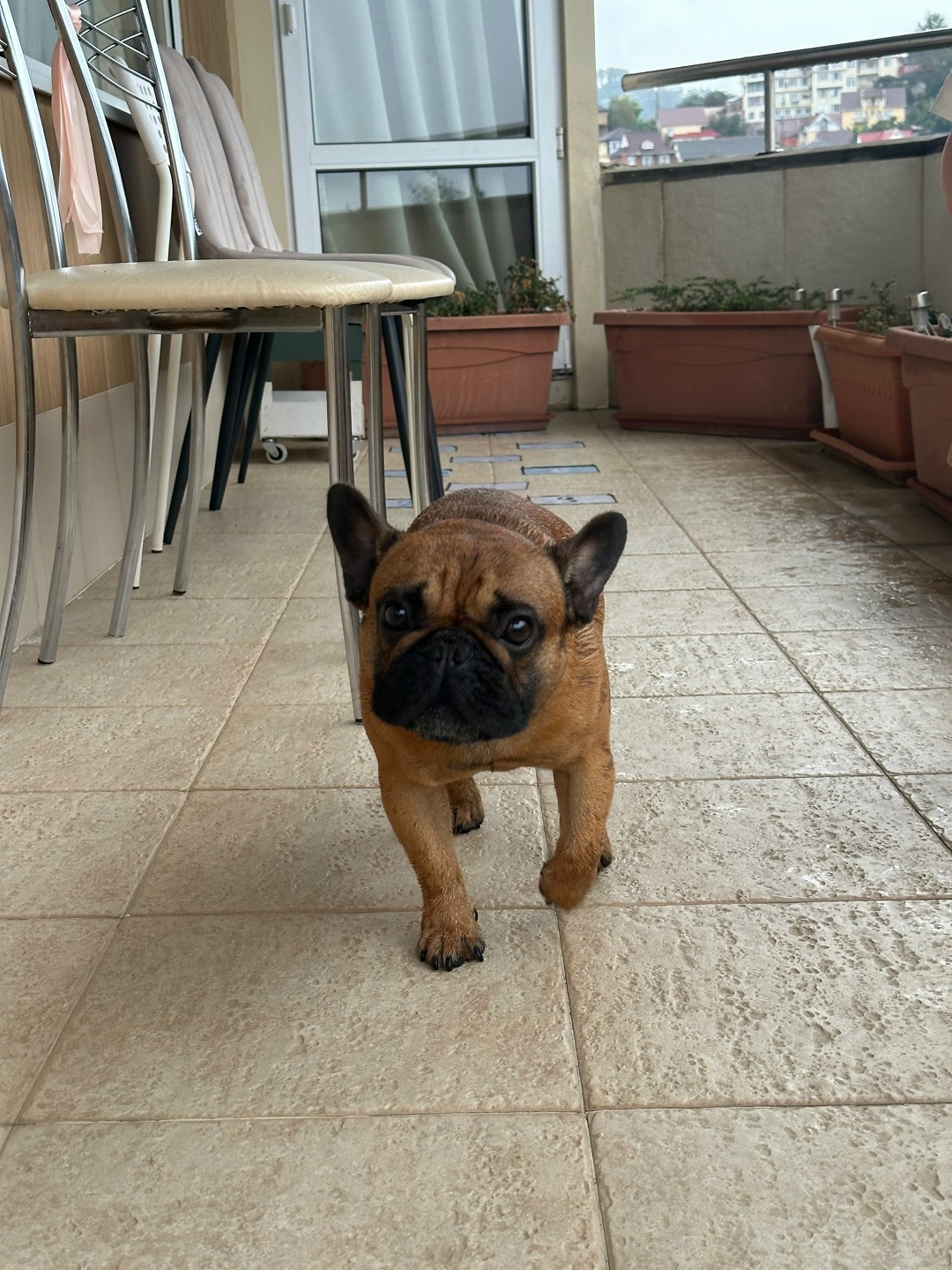 Найдена собака в Сочи — фото объявления