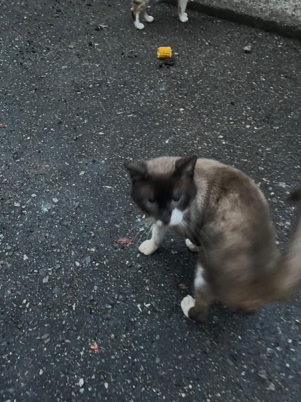 Найдена кошка в Сочи — фото объявления