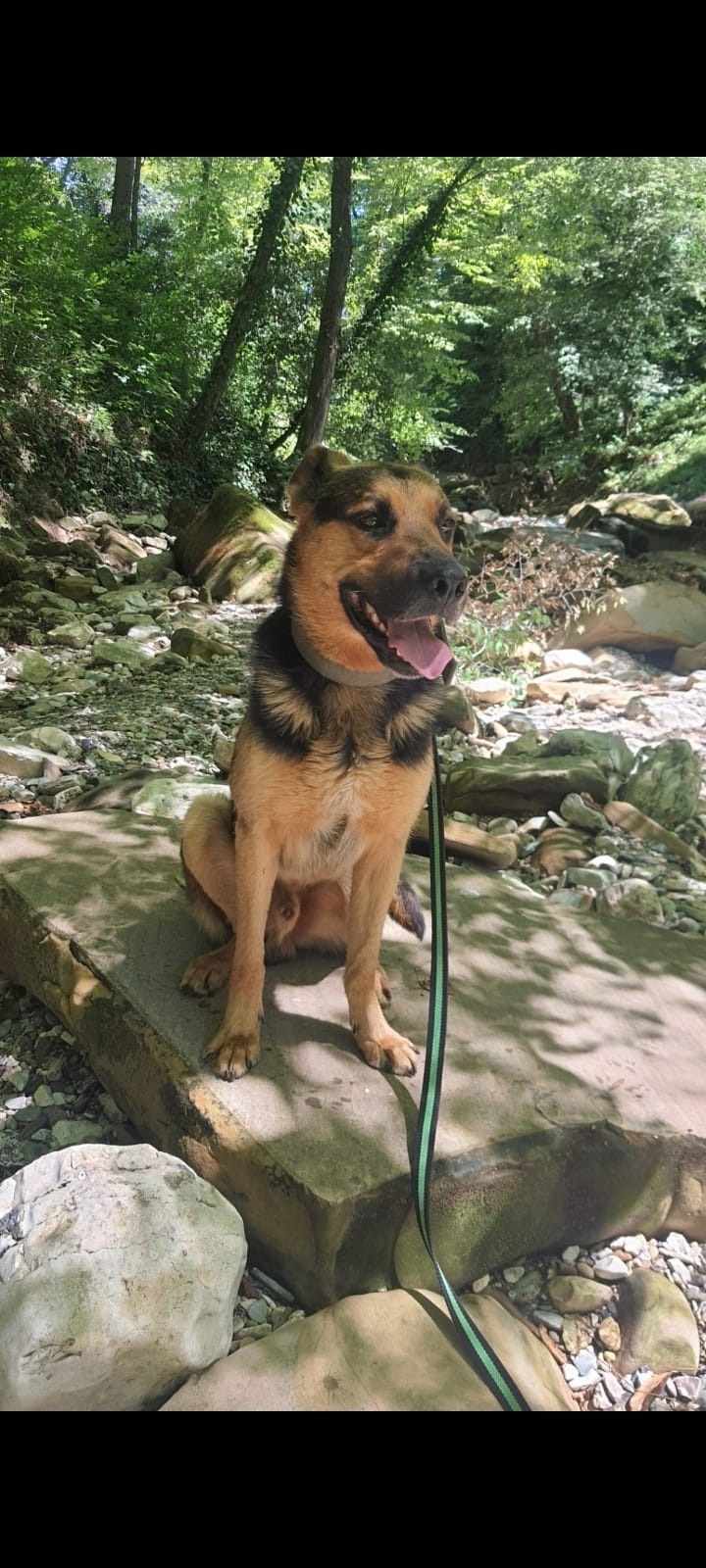 Найдена собака в Сочи — фото объявления