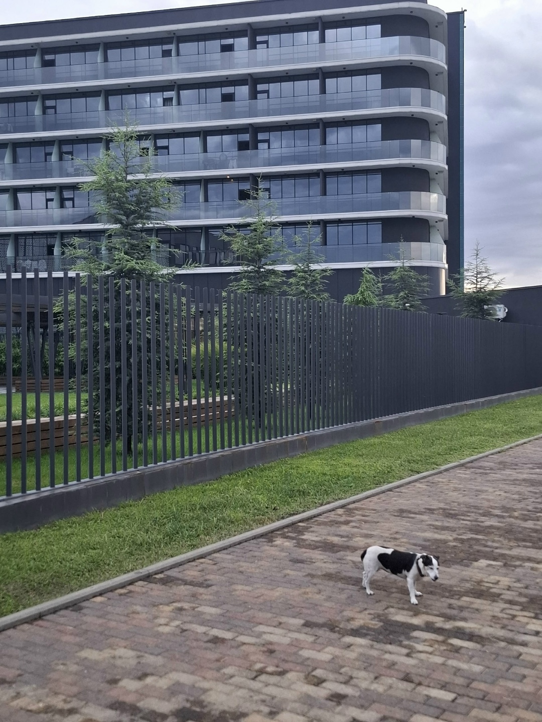 Пропала собака в Сочи — фото объявления