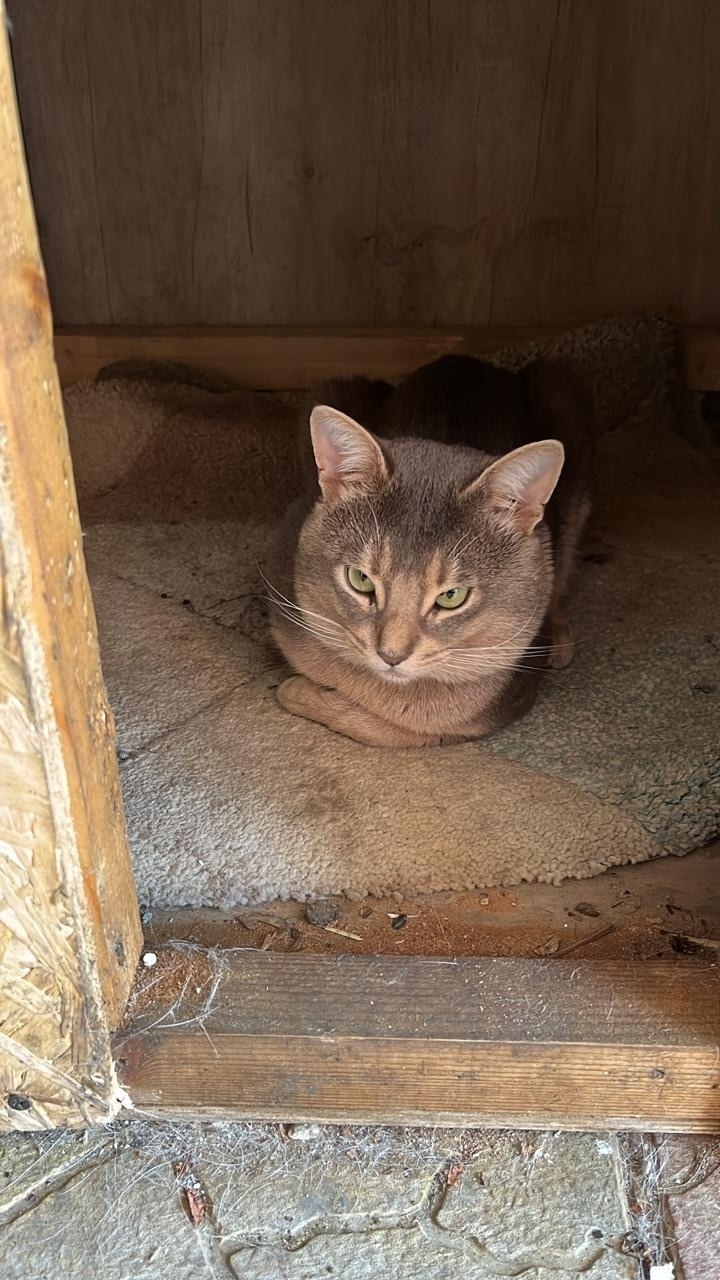 Пропала собака в Сочи — фото объявления