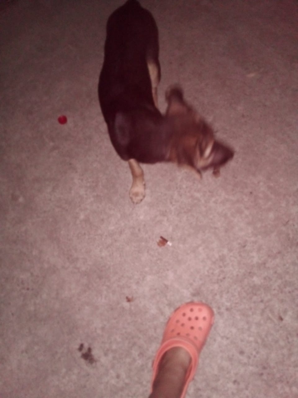 Пропала собака в Сочи — фото объявления