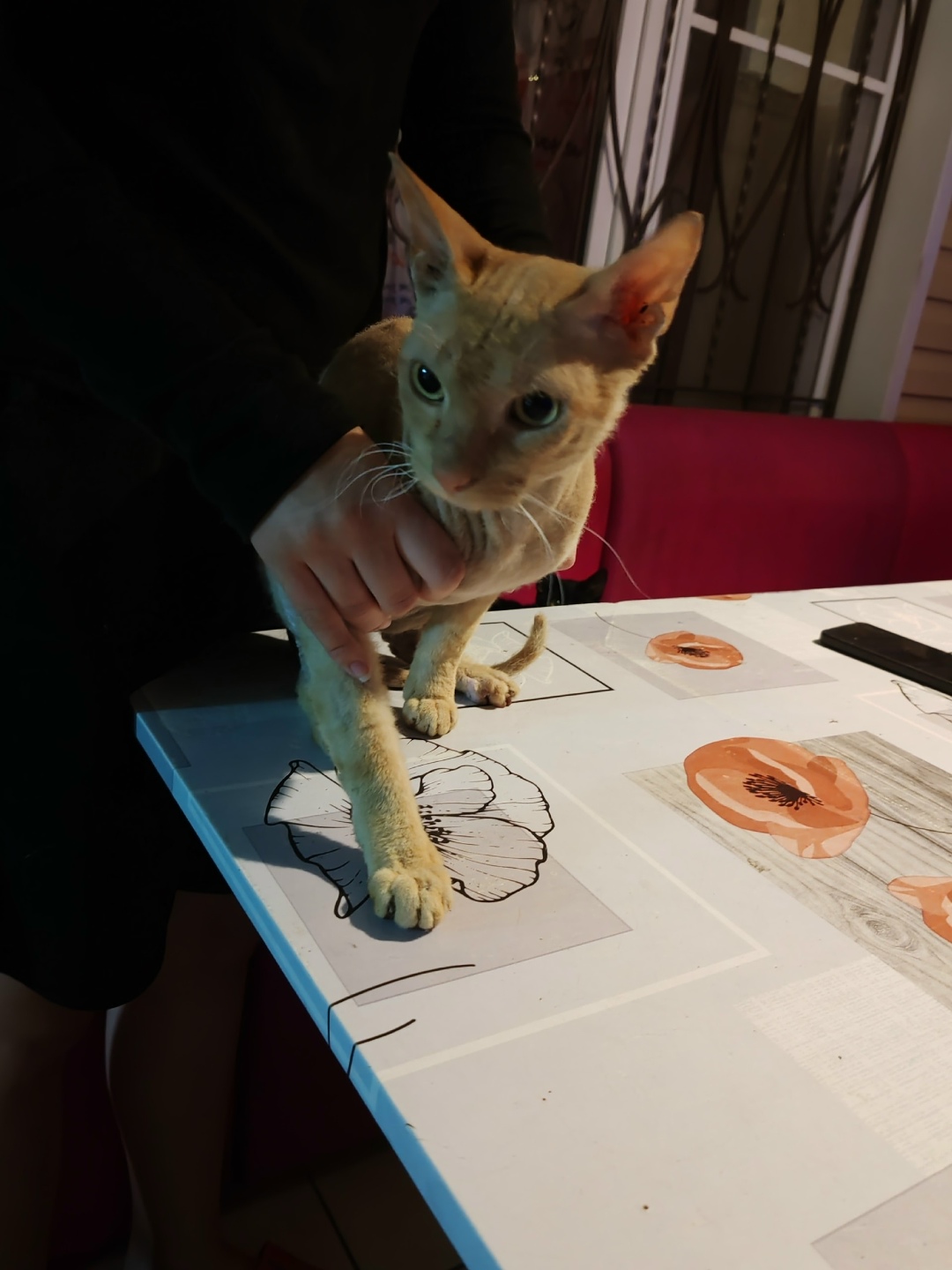 Найдена кошка в Сочи — фото объявления