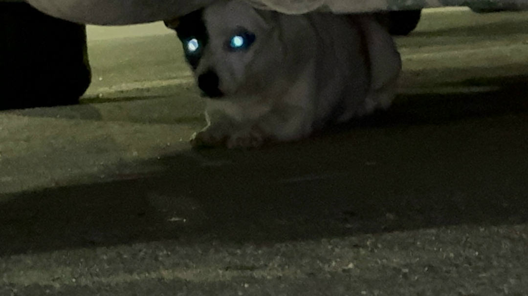 Найдена собака в Сочи — фото объявления