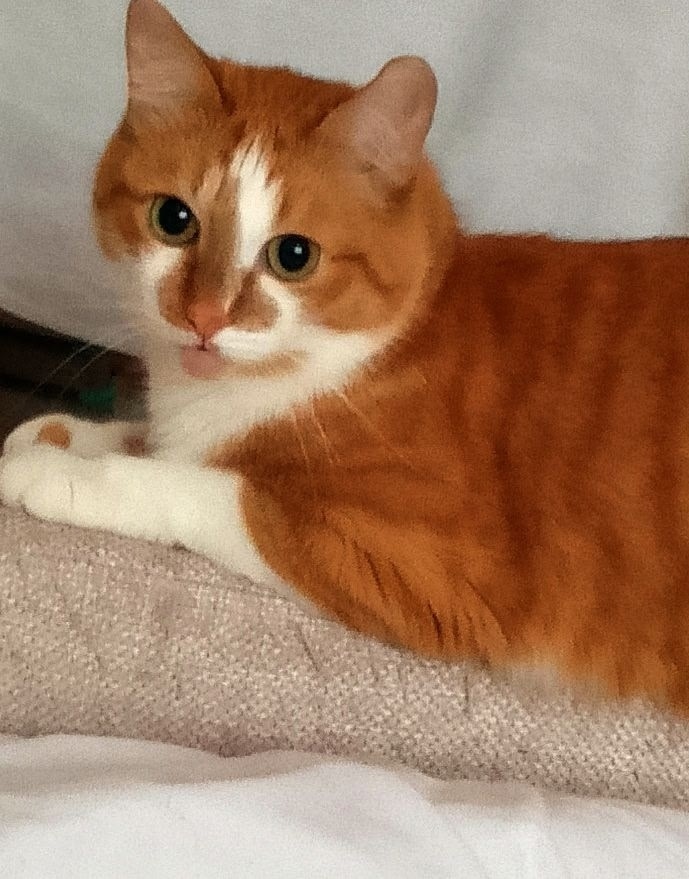 Пропала кошка в Сочи — фото объявления