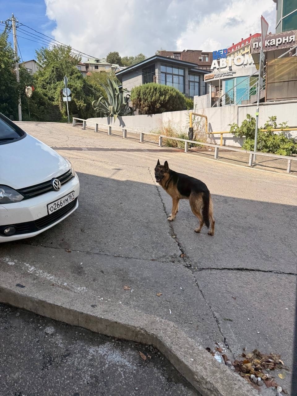 Пропала собака в Сочи — фото объявления