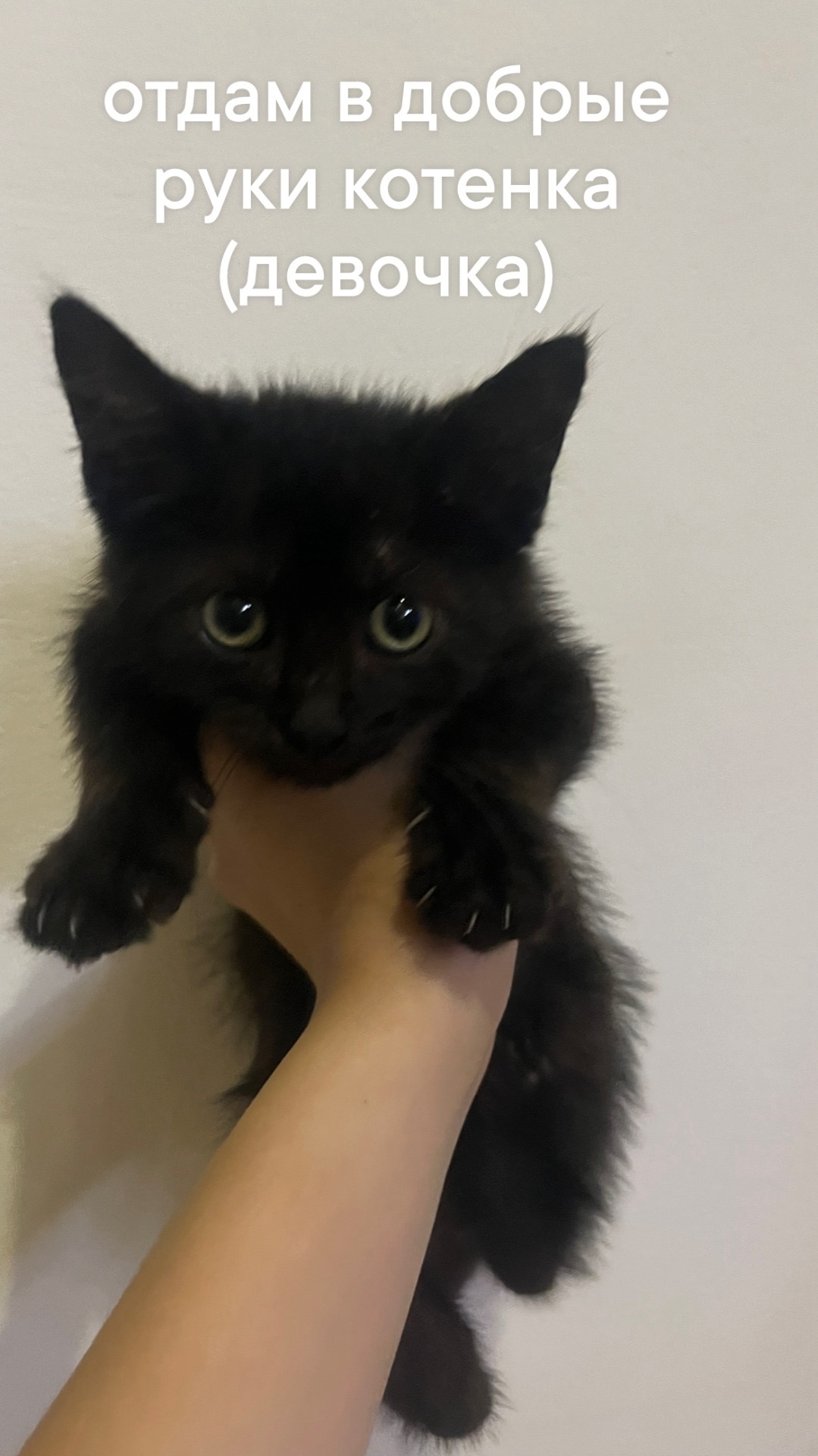 Найдена кошка в Сочи — фото объявления