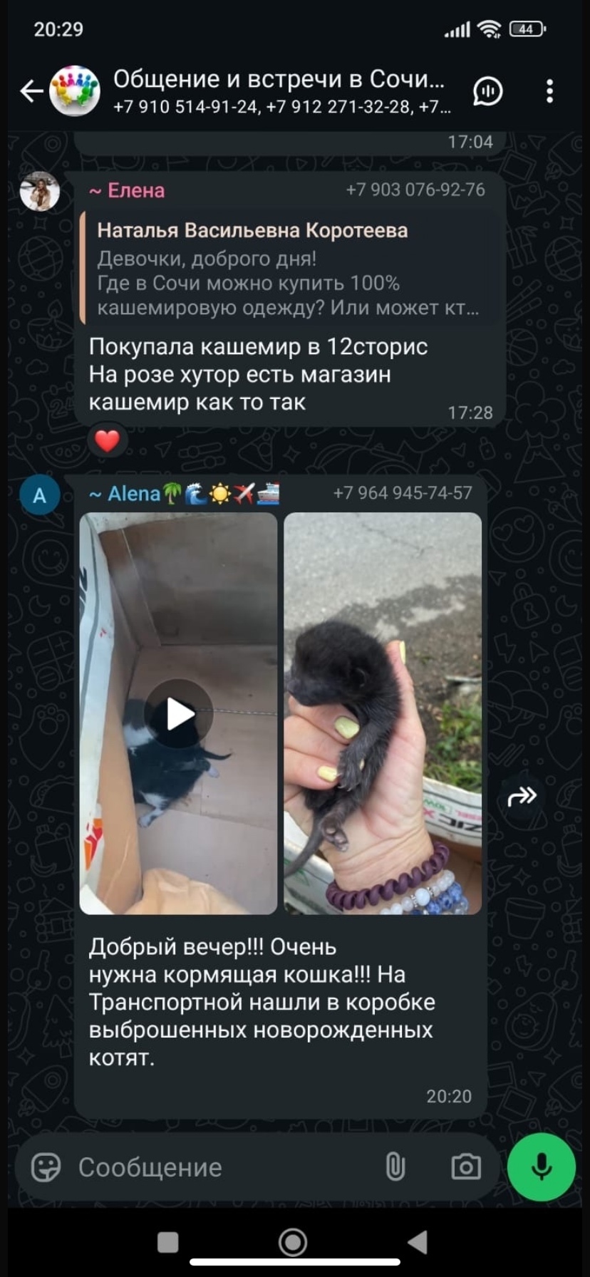 Найдена кошка в Сочи — фото объявления