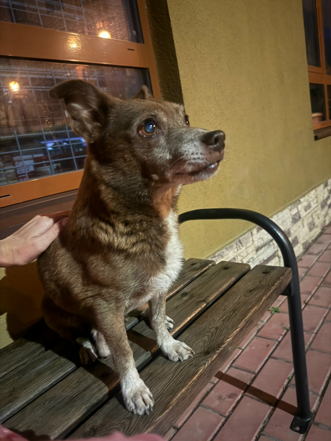 Пропала собака в Сочи — фото объявления