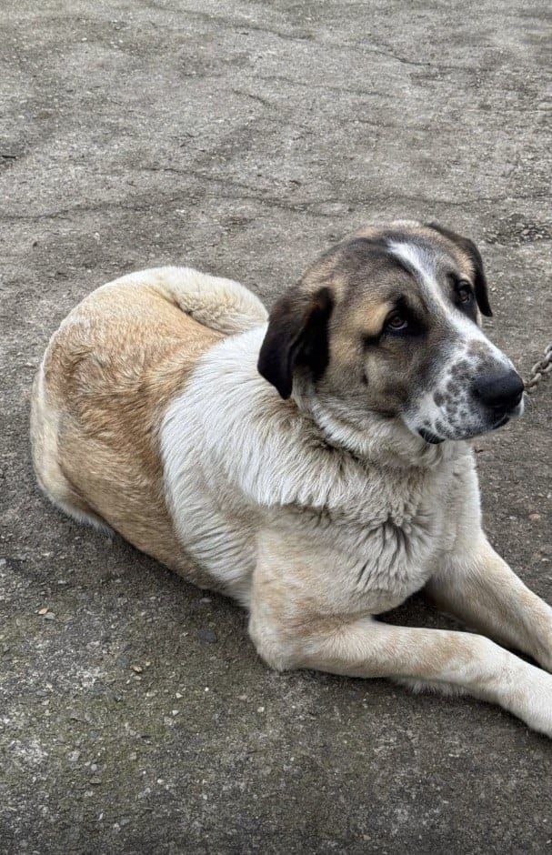 Пропала собака в Сочи — фото объявления