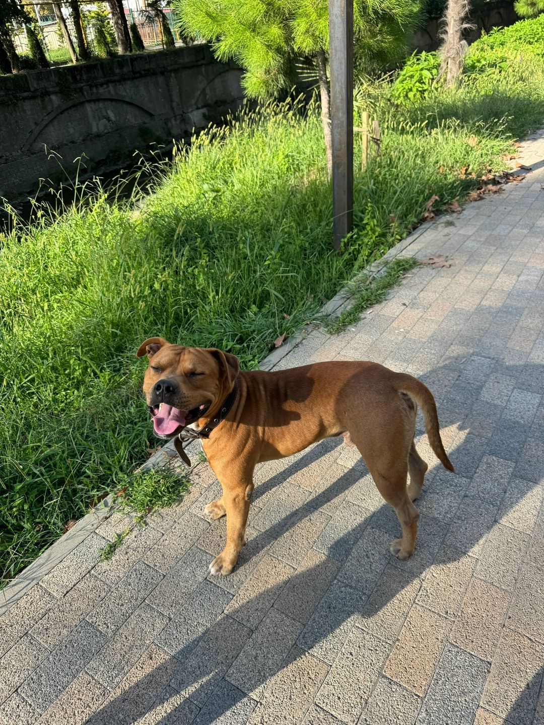 Пропала собака в Сочи — фото объявления