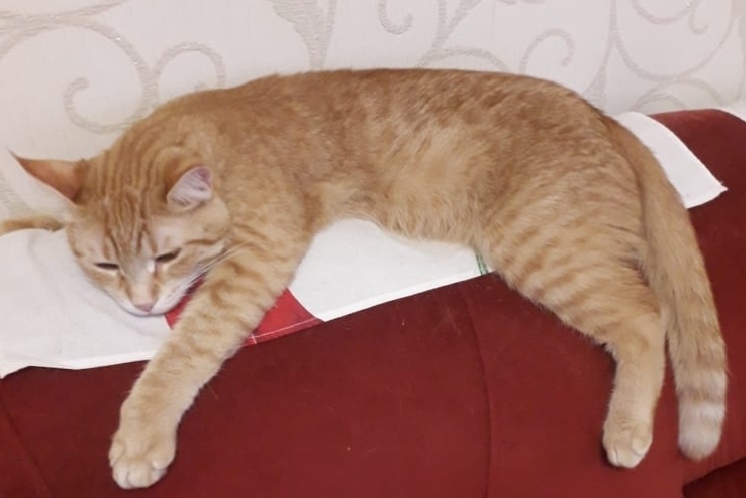 Пропала кошка в Сочи — фото объявления