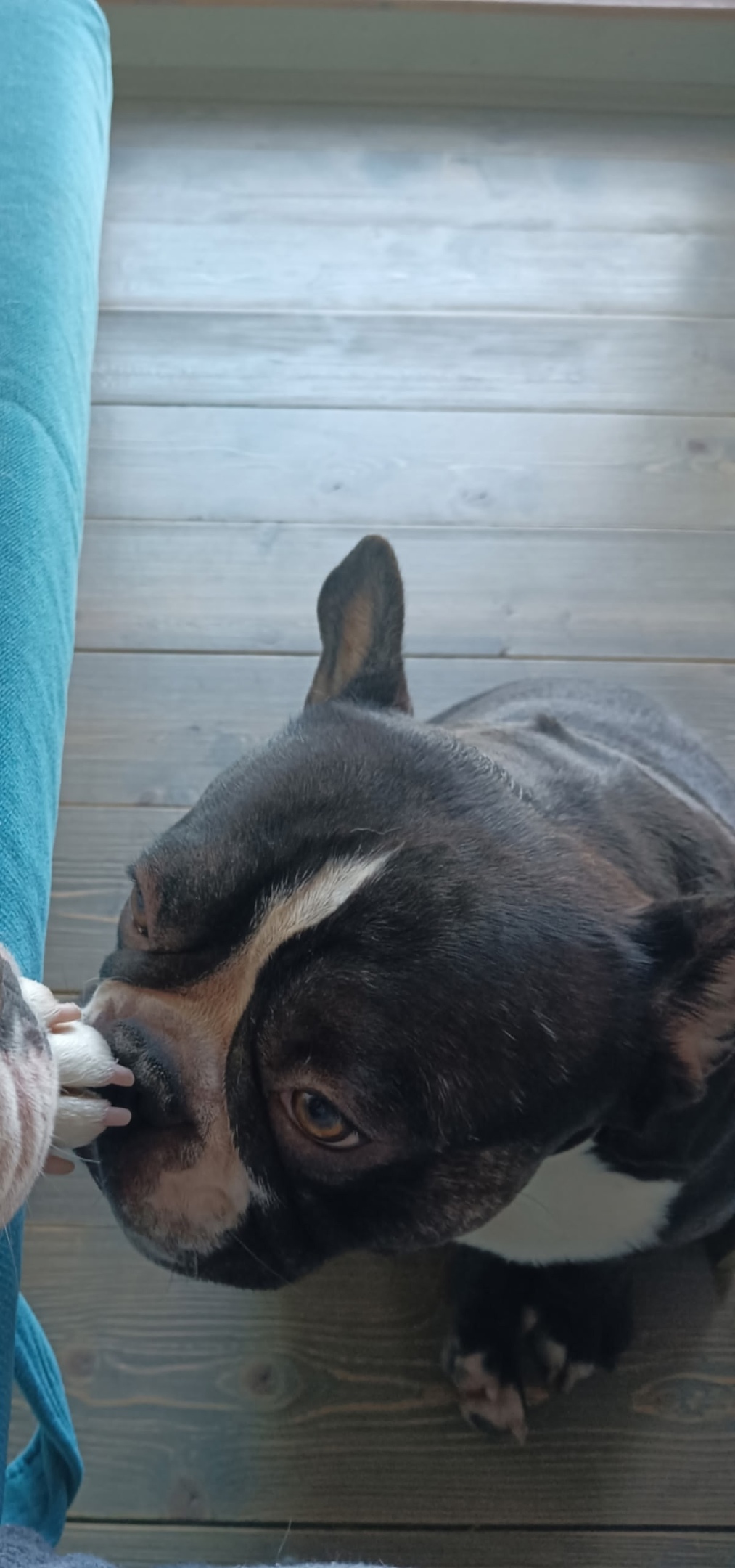 Пропала собака в Сочи — фото объявления