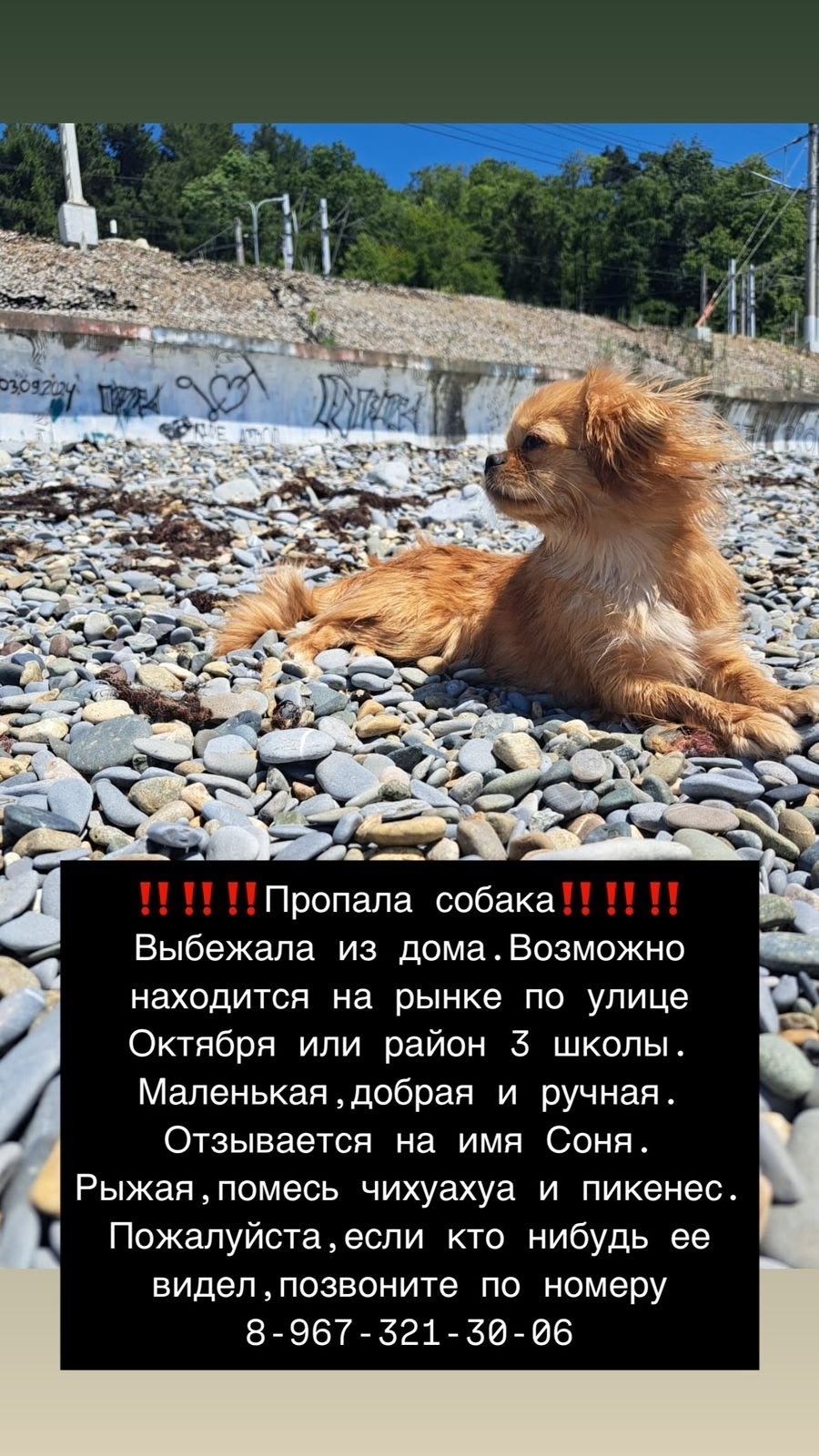 Найдена собака в Сочи — фото объявления