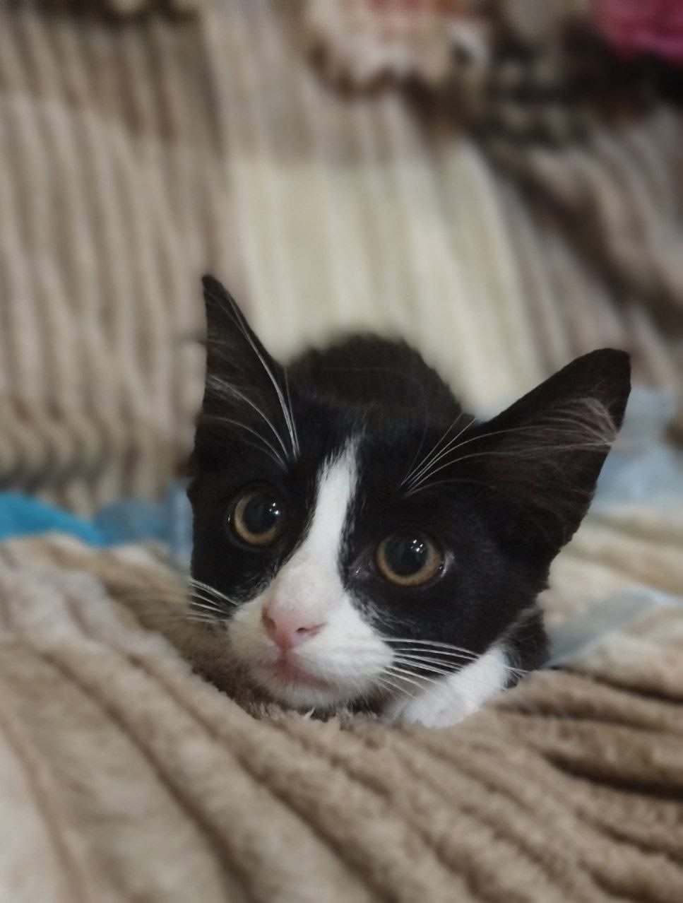 Найдена собака в Сочи — фото объявления