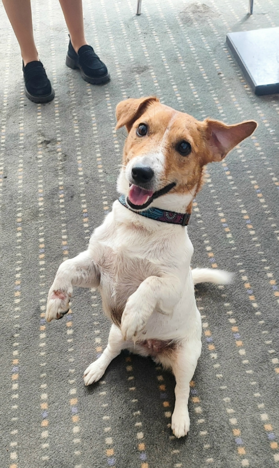 Найдена собака в Сочи — фото объявления