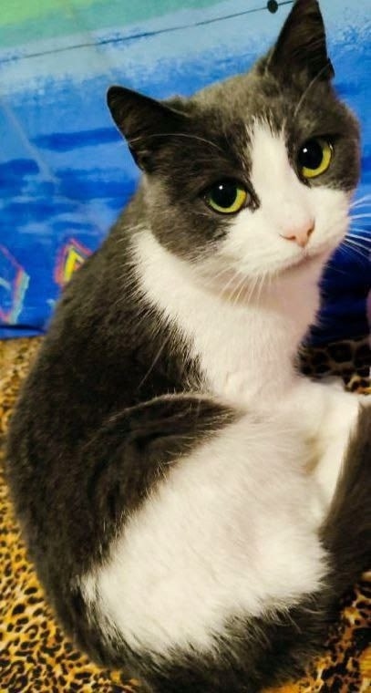 Пропала собака в Сочи — фото объявления