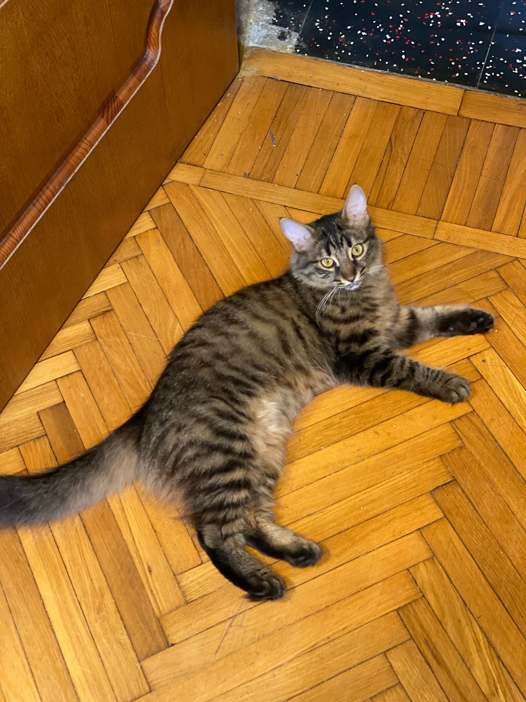 Пропала кошка в Сочи — фото объявления