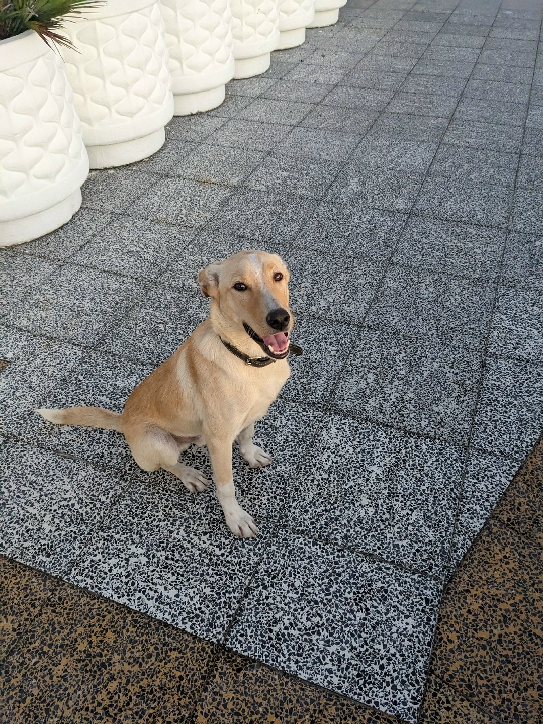 Найдена собака в Сочи — фото объявления