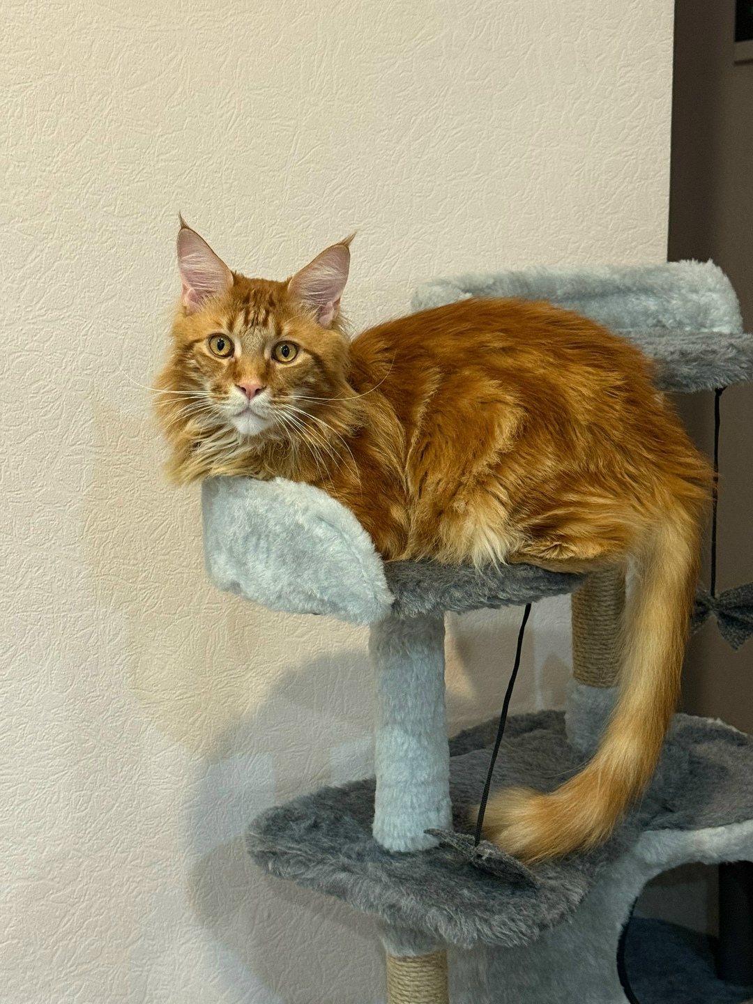 Пропала кошка в Сочи — фото объявления