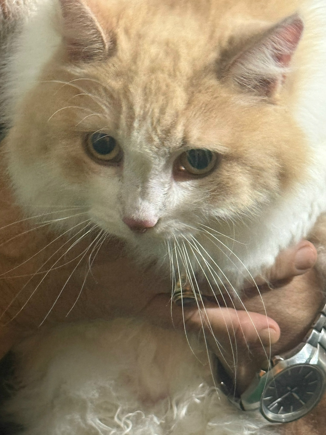 Найдена кошка в Сочи — фото объявления