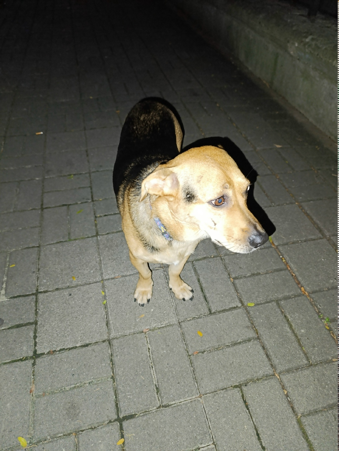 Пропала собака в Сочи — фото объявления