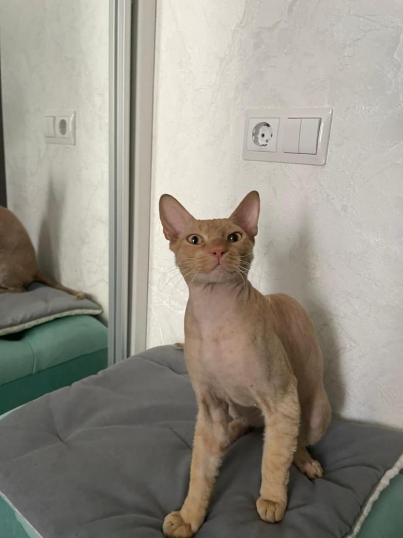 Найдена кошка в Сочи — фото объявления