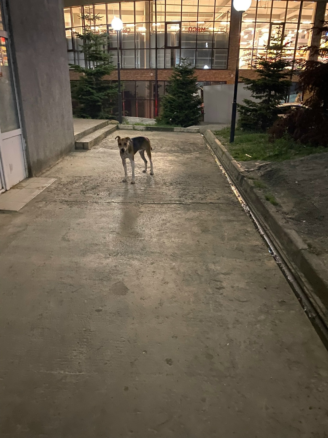 Пропала собака в Сочи — фото объявления