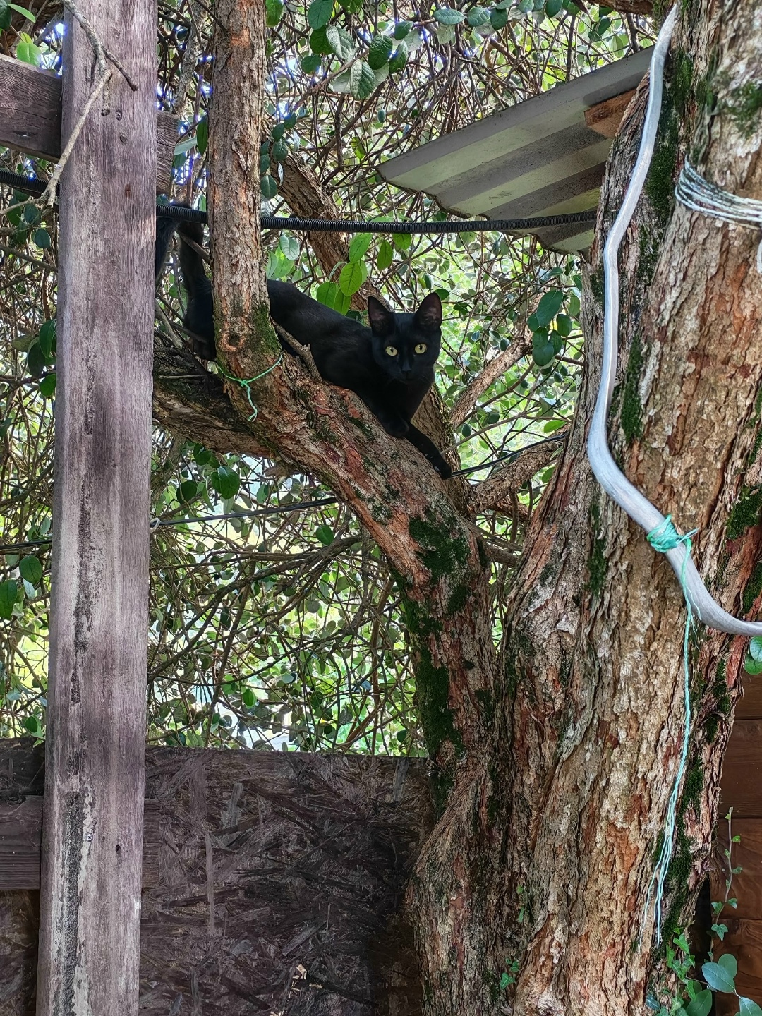 Пропала кошка в Сочи — фото объявления