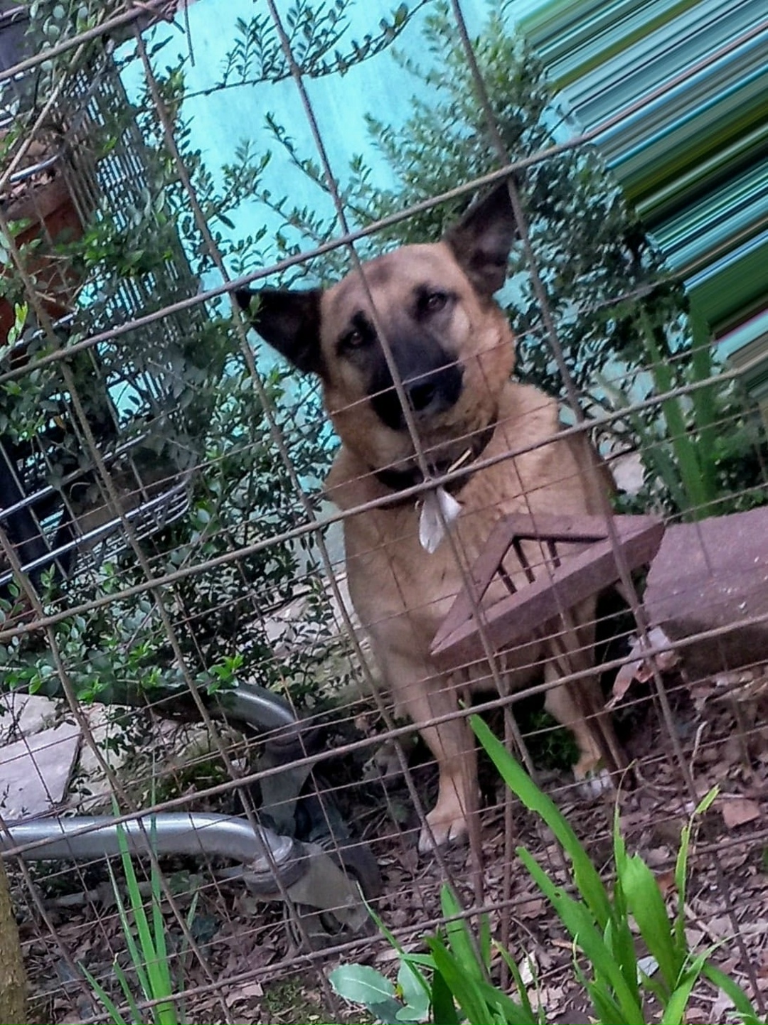 Пропала собака в Сочи — фото объявления