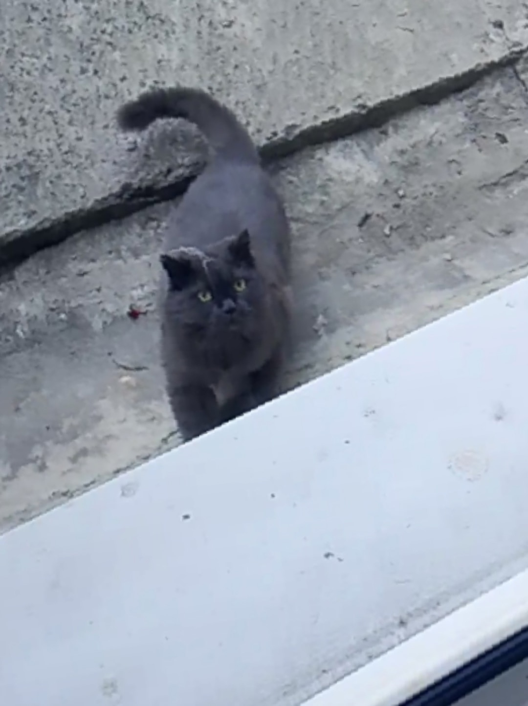 Пропала кошка в Сочи — фото объявления