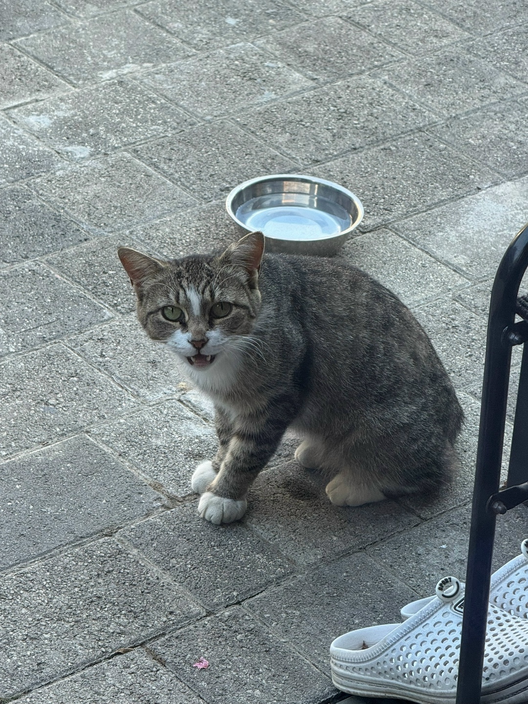 Найдена кошка в Сочи — фото объявления