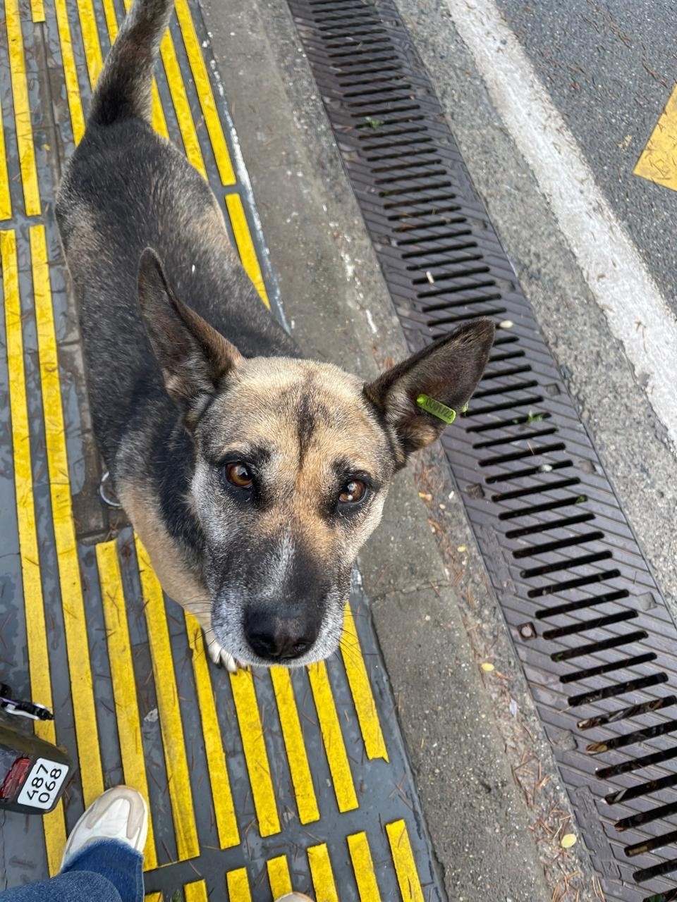 Пропала собака в Сочи — фото объявления