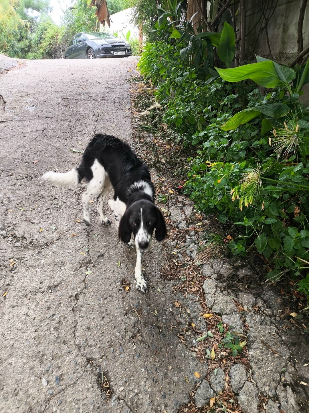 Пропала собака в Сочи — фото объявления