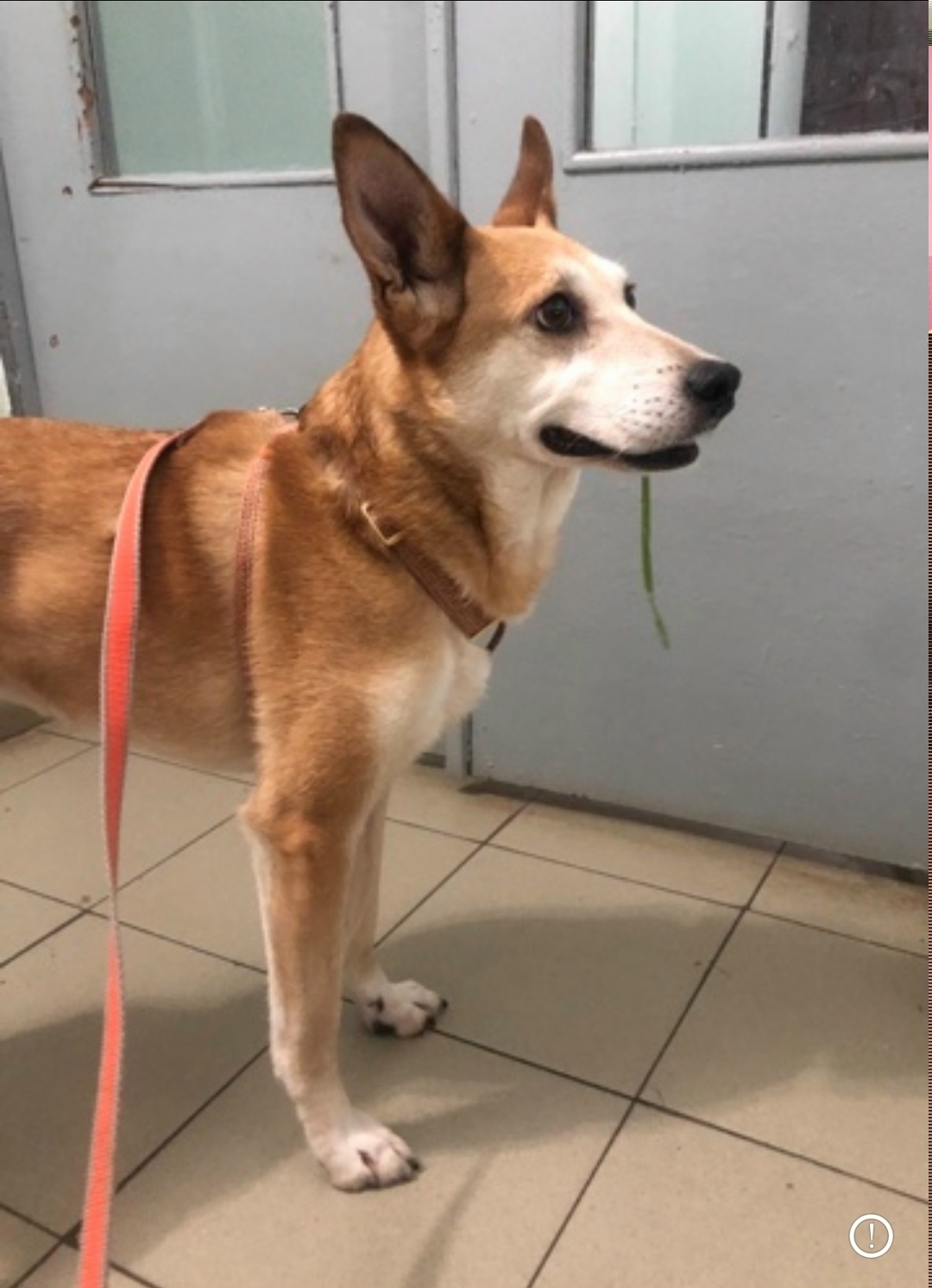 Пропала собака в Сочи — фото объявления