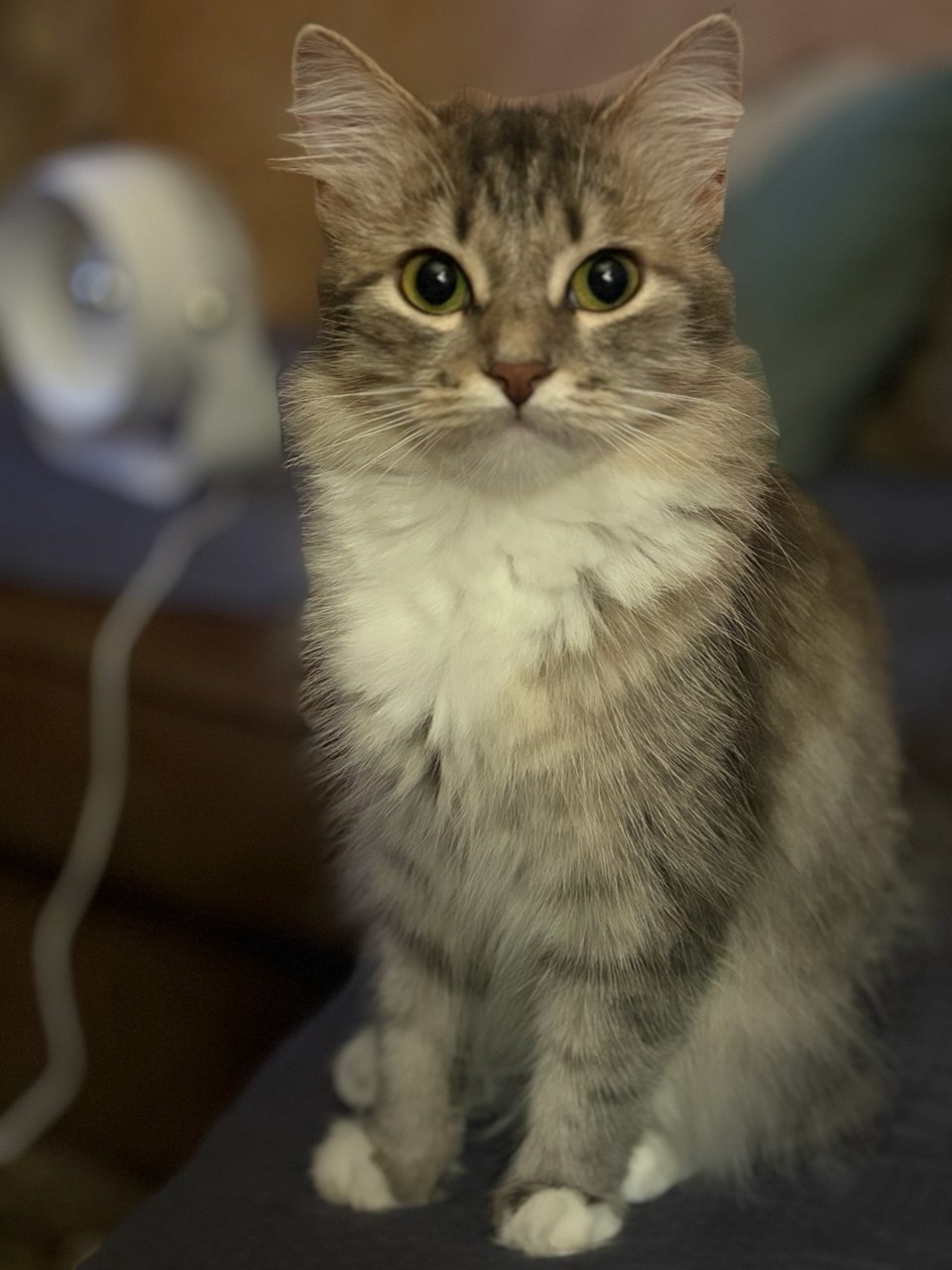 Пропала кошка в Сочи — фото объявления