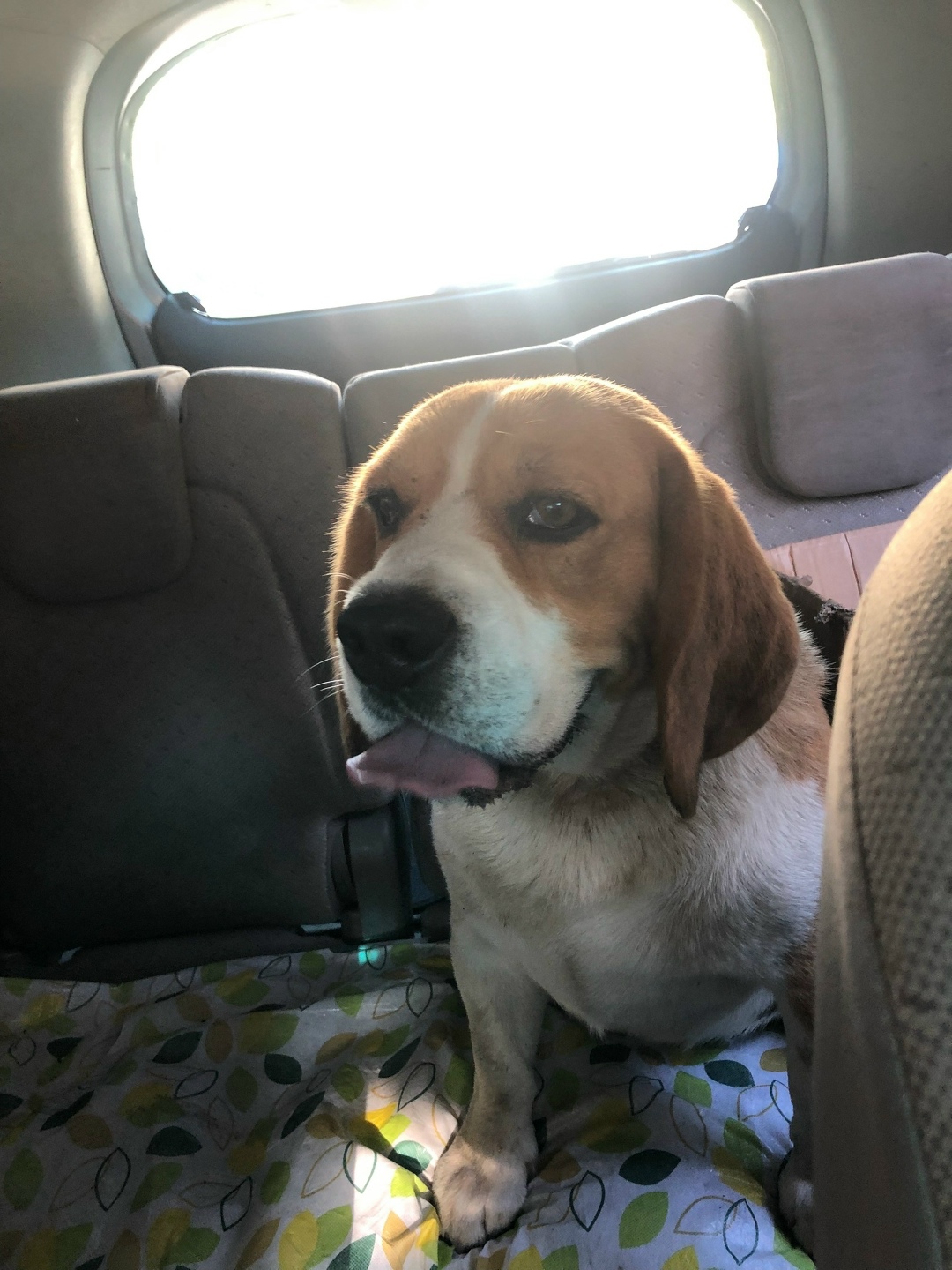 Найдена собака в Сочи — фото объявления