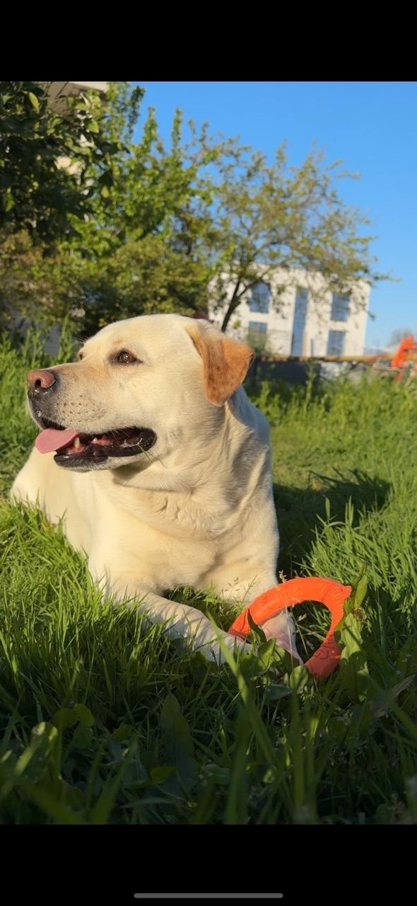 Пропала собака в Сочи — фото объявления