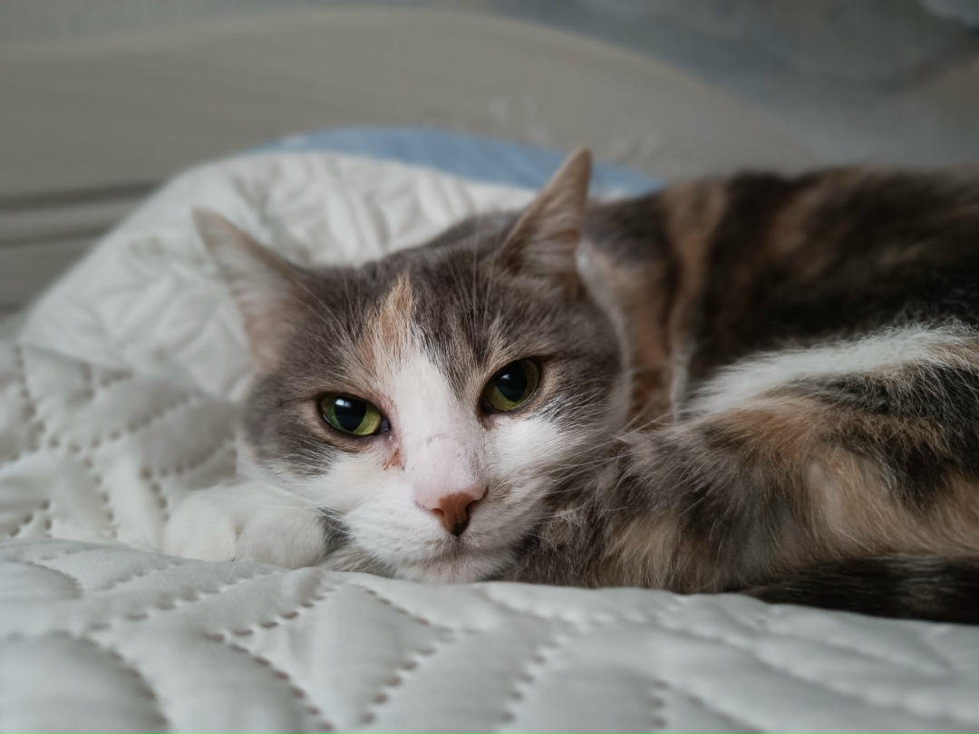 Пропала кошка в Сочи — фото объявления