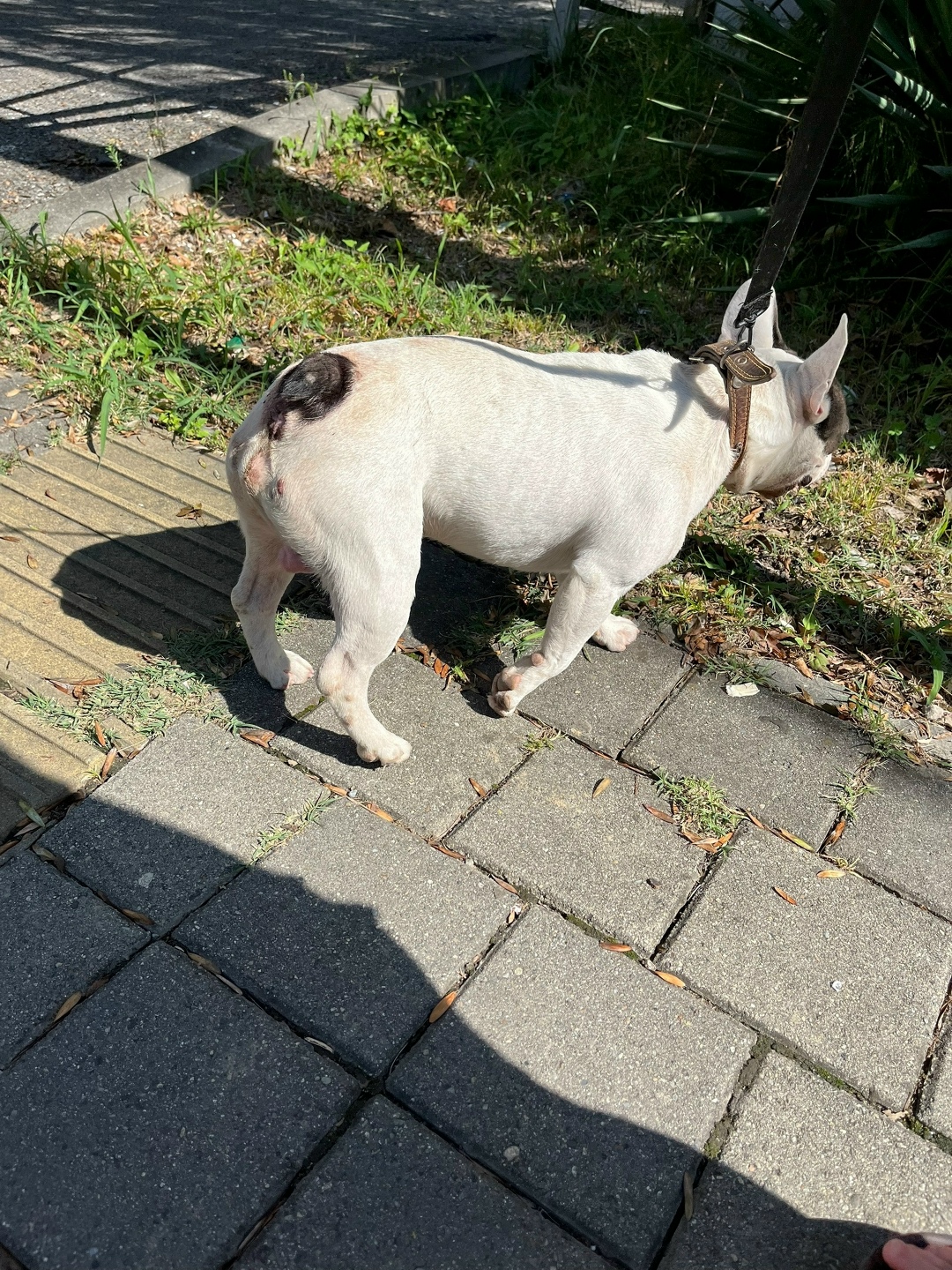 Найдена собака в Сочи — фото объявления