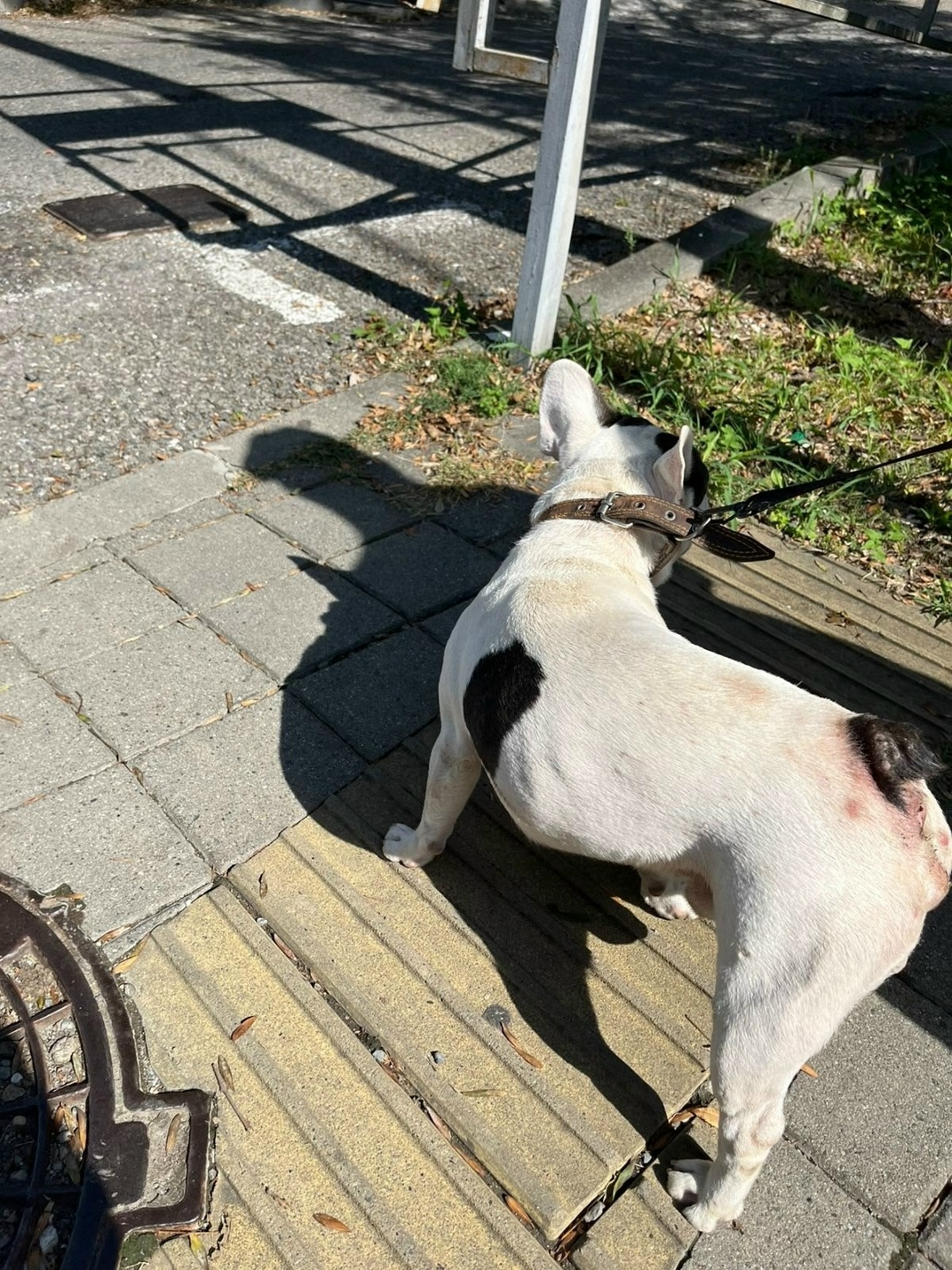 Найдена собака в Сочи — фото объявления