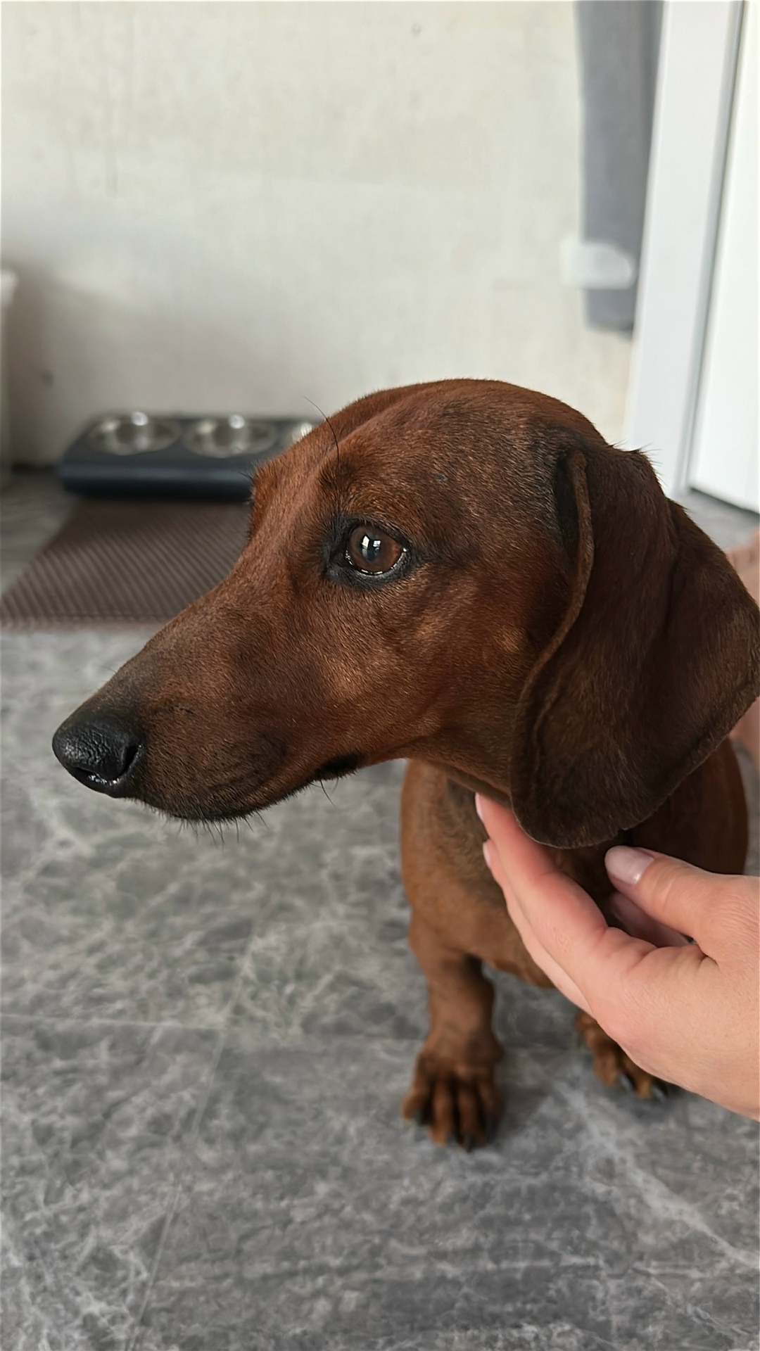 Найдена собака в Сочи — фото объявления