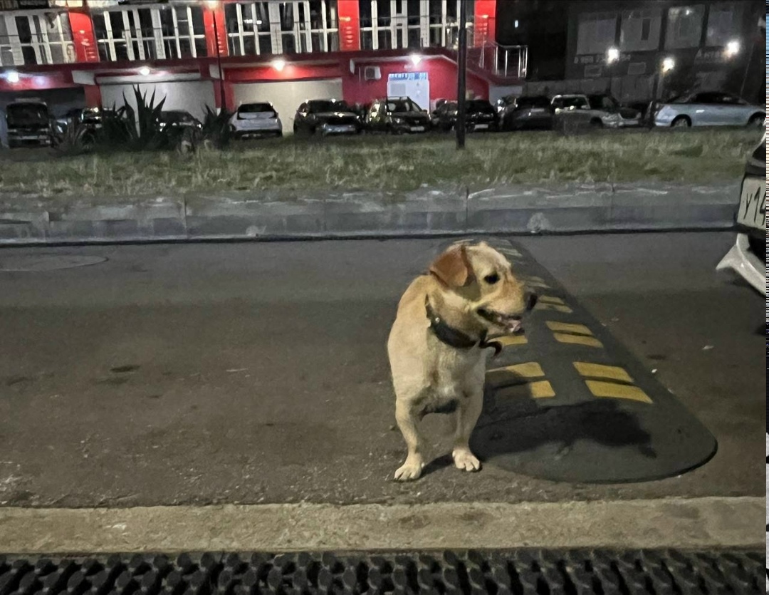 Пропала собака в Сочи — фото объявления