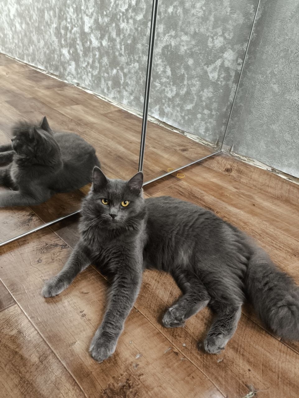 Пропала кошка в Сочи — фото объявления