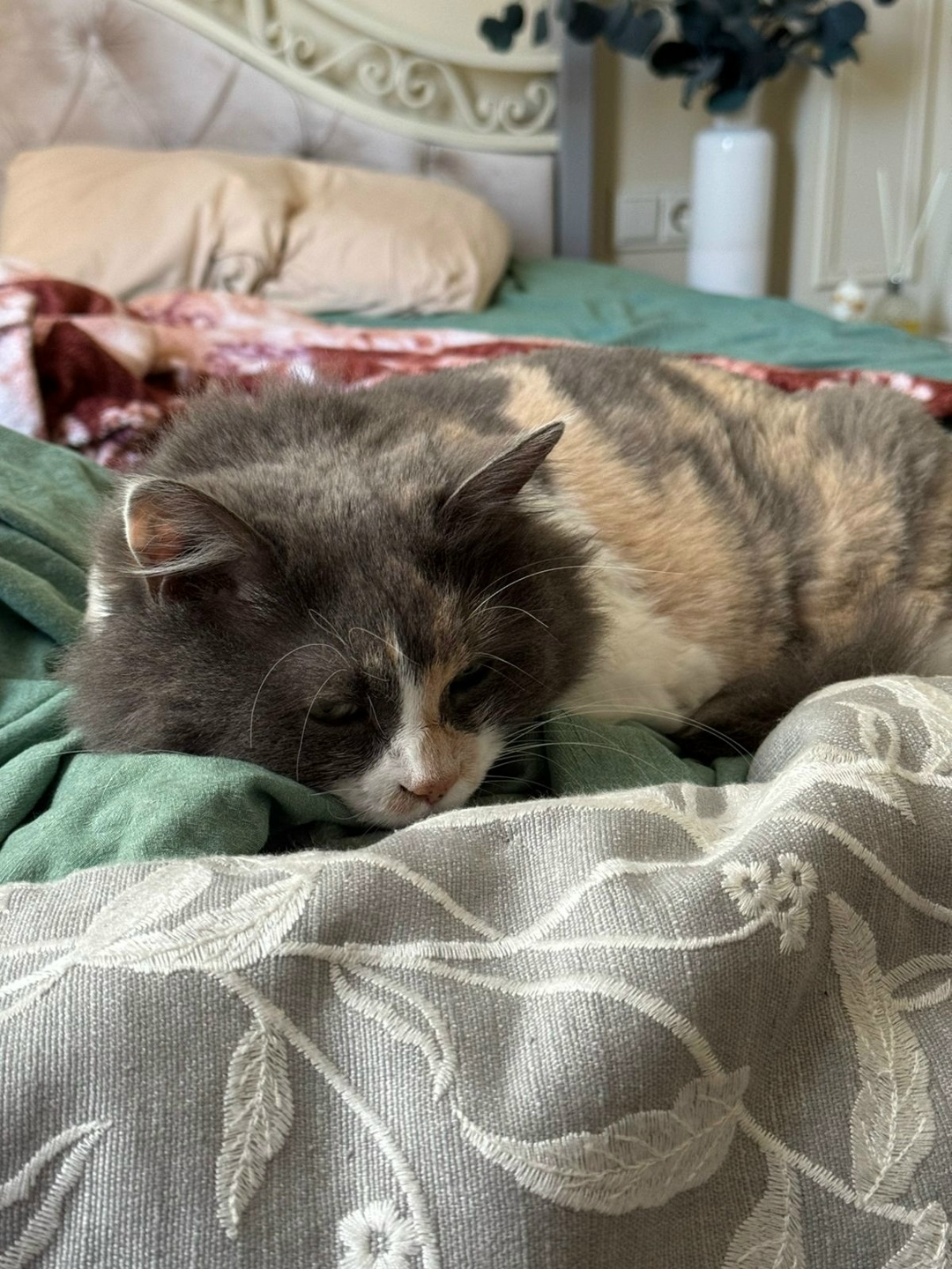 Пропала кошка в Сочи — фото объявления